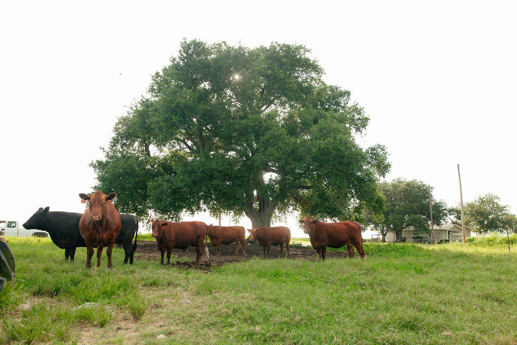 REGENERATIVE WHOLE COW DEPOSIT
