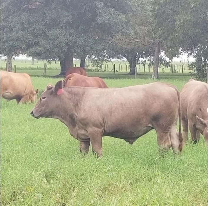 REGENERATIVE HALF COW DEPOSIT