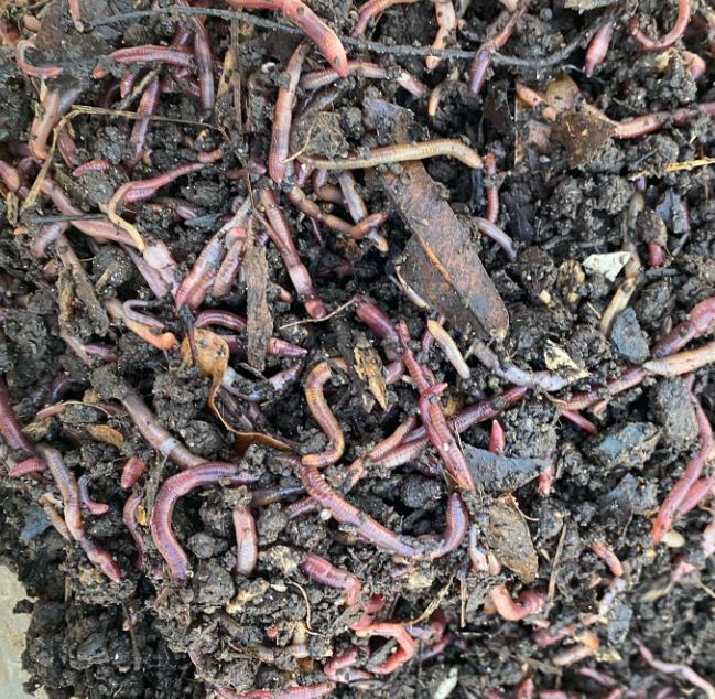 WORM FARM STARTER KIT