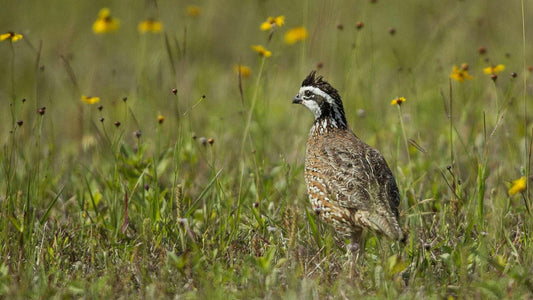 Why There's a Bobwhite Quail on My Shirt (And Why It Matters to Louisiana)