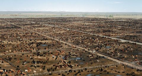 Why Store Bought Beef Is So Expensive