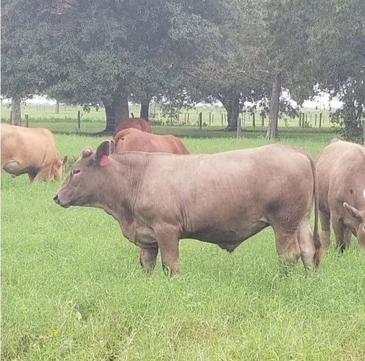 I Don't Want to Sell Beef. I Want to Bring Family Farms Back.