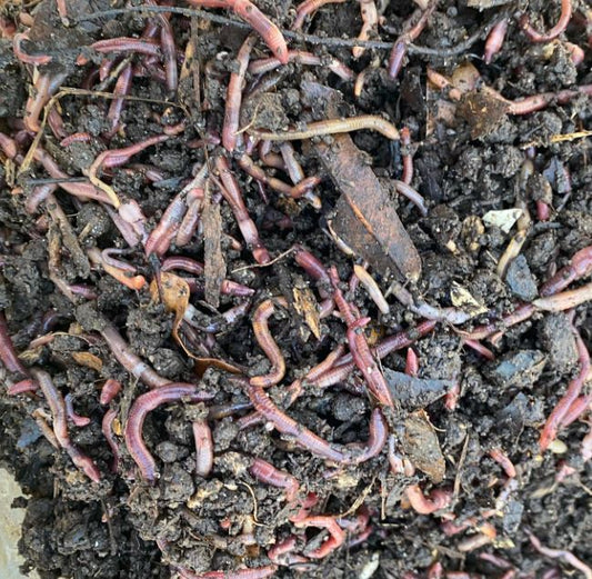 Why Every Backyard Garden Should Have a Worm Farm