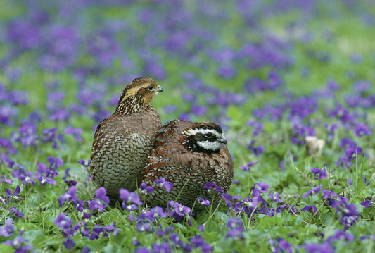We Lost More Than a Bird When the Bobwhite Disappeared