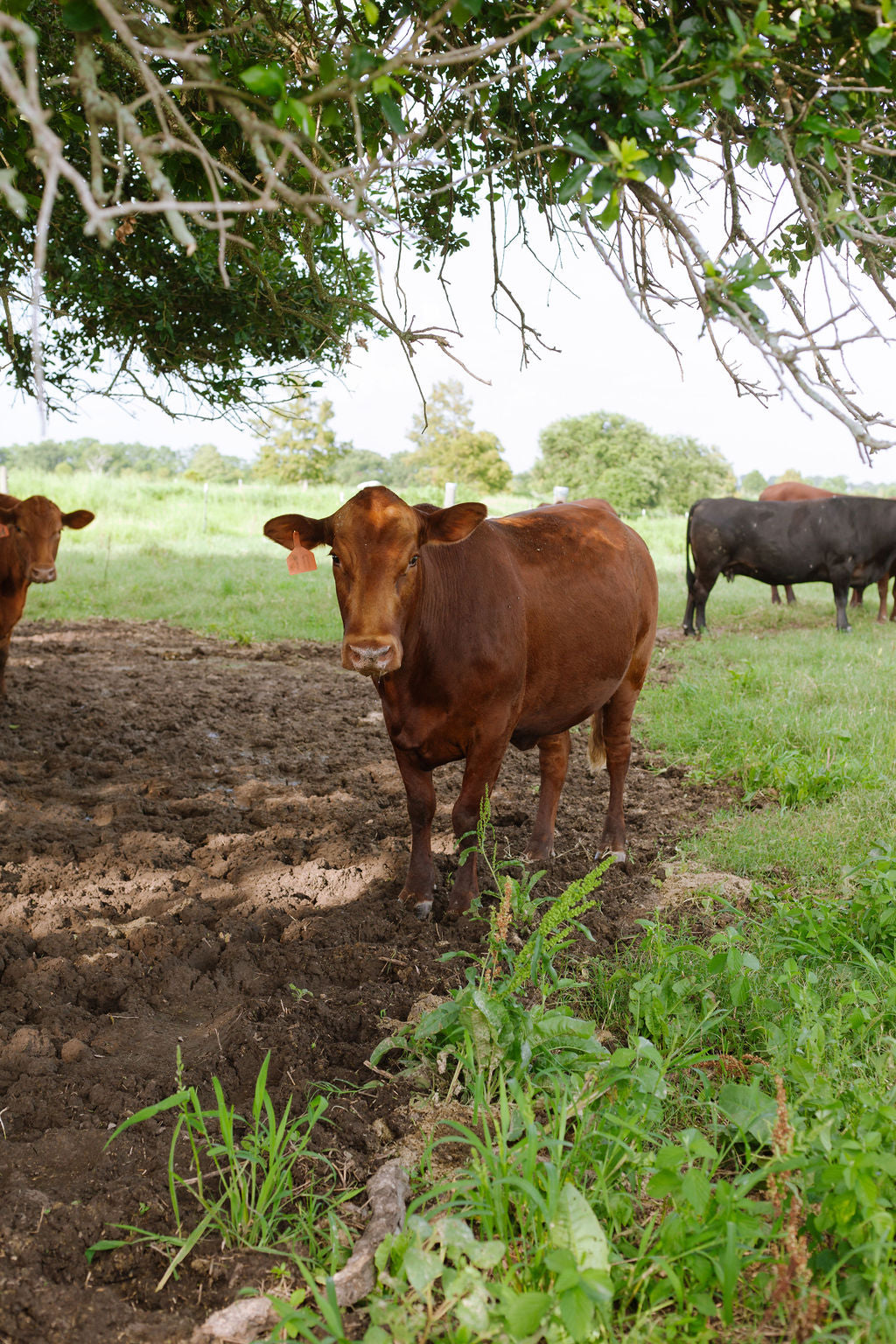 REGENERATIVE WHOLE COW DEPOSIT